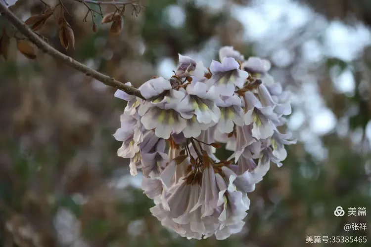 远河旁的梧桐树花。